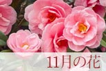 11月の花