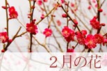 2月の花