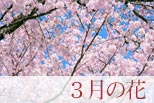 3月の花