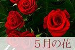 5月の花