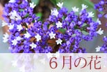 6月の花
