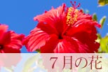7月の花