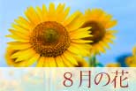 8月の花