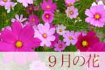 9月の花