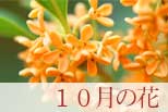 10月の花