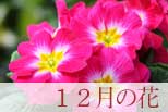 12月の花