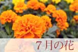 7月の花