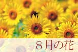 8月の花