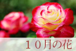 10月の花