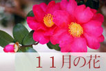 11月の花