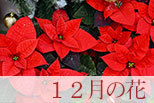 12月の花