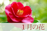 1月の花