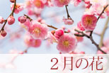 2月の花