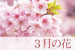 3月の花