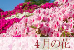 4月の花