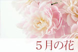 5月の花