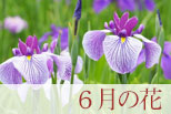 6月の花