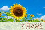 7月の花