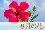 8月の花