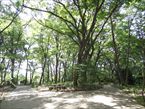 三井の森公園6