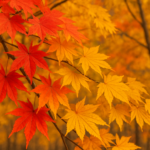 都心の紅葉スポット