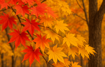 都心の紅葉スポット