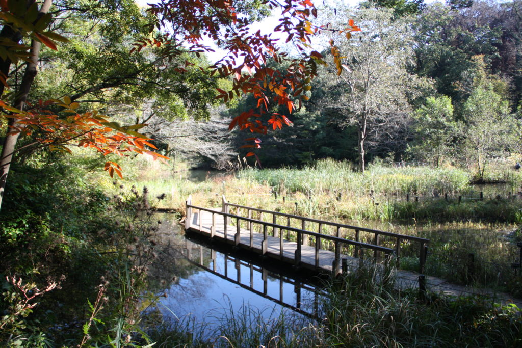 国立科学博物館附属自然教育園