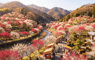 高尾梅郷梅まつり