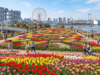 チューリップフェスティバル