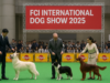FCIインターナショナルドッグショー